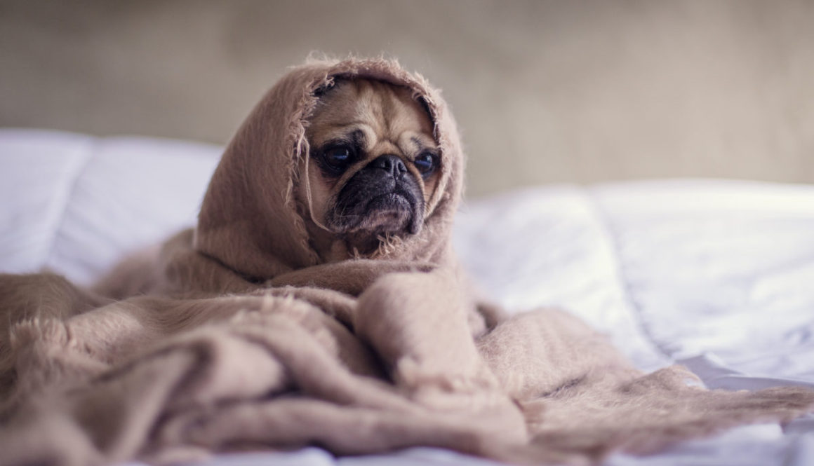 Canva - Close-up Photography of Fawn Pug Covered With Brown Cloth